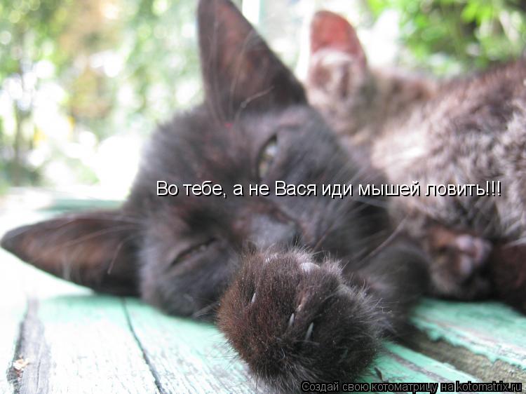Котоматрица: Во тебе, а не Вася иди мышей ловить!!!