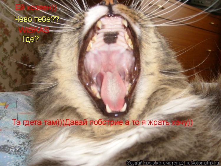 Котоматрица: Ей хозяен)) Чево тебе?? WISKAS Где? Та гдета там)))Давай побстрие а то я жрать хачу))