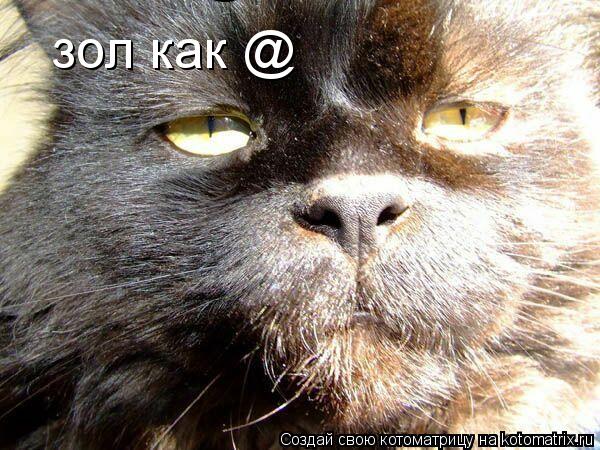 Котоматрица: зол как @ зол как @