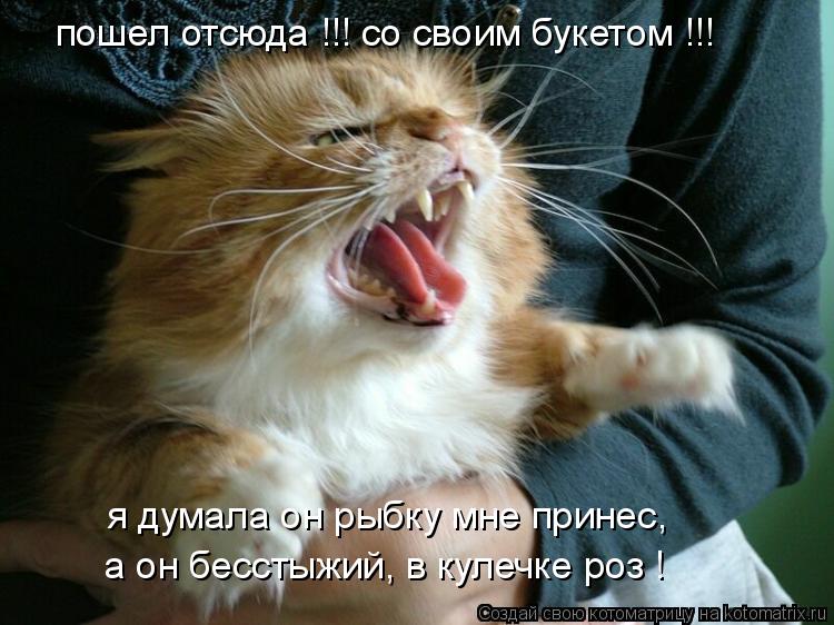 пошел отсюда !!! со своим букетом !!! я думала он рыбку мне принес, а он бесстыжий, в кулечке роз !... Котоматрица: пошел отсюда !!! со своим букетом !!! я думала он рыбку мне принес, а он бесстыжий, в кулечке роз !