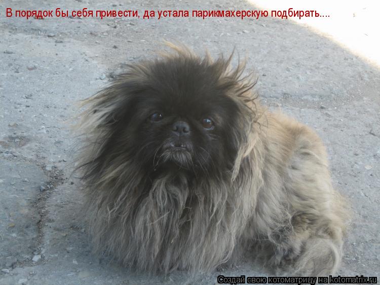 В порядок бы себя привести, да устала парикмахерскую подбирать....... Котоматрица: В порядок бы себя привести, да устала парикмахерскую подбирать....