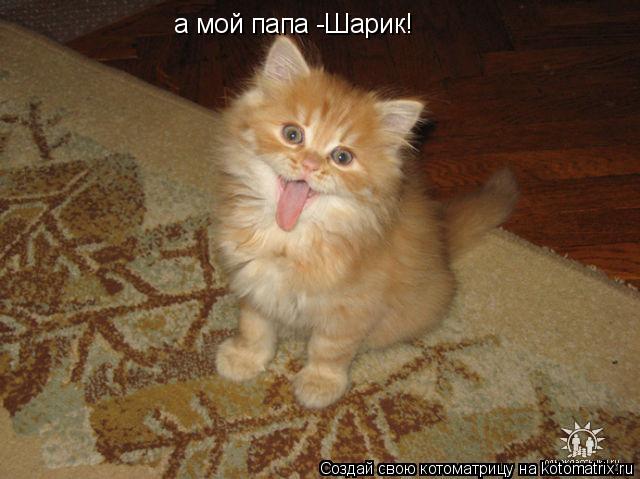 а мой папа -Шарик!... Котоматрица: а мой папа -Шарик!