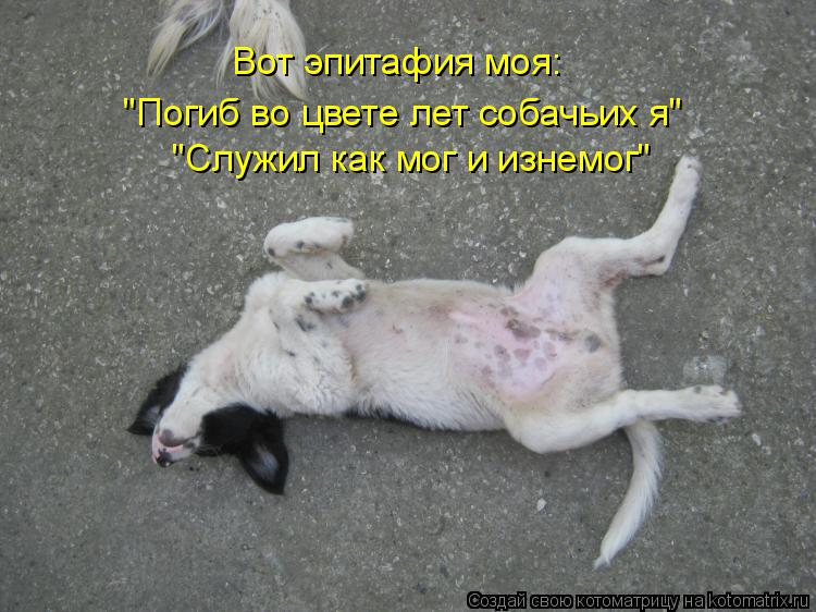Вот эпитафия моя: "Погиб во цвете лет собачьих я" "Служил как мог и изнемог"... Котоматрица: Вот эпитафия моя: "Погиб во цвете лет собачьих я" "Служил как мог и изнемог"