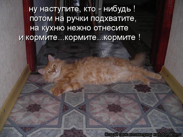 потом на ручки подхватите, на кухню нежно отнесите и кормите...кормите...кормите ! ну наступите, кто ... Котоматрица: потом на ручки подхватите, на кухню нежно отнесите и кормите...кормите...кормите ! ну наступите, кто - нибудь !