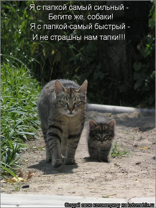 Я с папкой самый сильный - Бегите же, собаки! Я с папкой самый быстрый - И не страшны нам тапки!!!... Котоматрица: Я с папкой самый сильный - Бегите же, собаки! Я с папкой самый быстрый - И не страшны нам тапки!!!