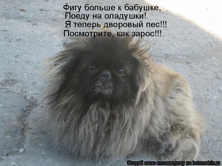Фигу больше к бабушке, Поеду на оладушки! Я теперь дворовый пес!!! Посмотрите, как зарос!!!... Котоматрица: Фигу больше к бабушке, Поеду на оладушки! Я теперь дворовый пес!!! Посмотрите, как зарос!!!