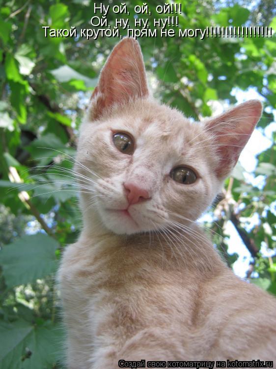 Ну ой, ой, ой!!! Ой, ну, ну, ну!!! Такой крутой, прям не могу!!!!!!!!!!!!!!!!!... Котоматрица: Ну ой, ой, ой!!! Ой, ну, ну, ну!!! Такой крутой, прям не могу!!!!!!!!!!!!!!!!!