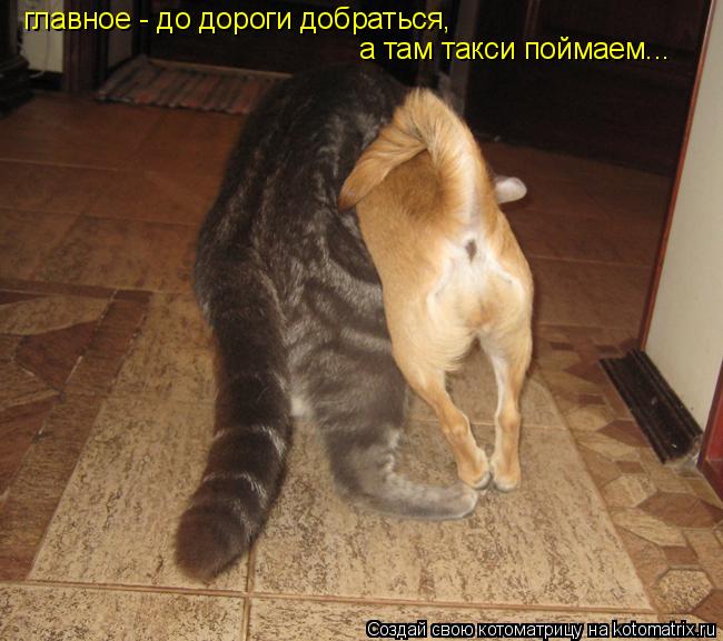 главное - до дороги добраться, а там такси поймаем...... Котоматрица: главное - до дороги добраться, а там такси поймаем...