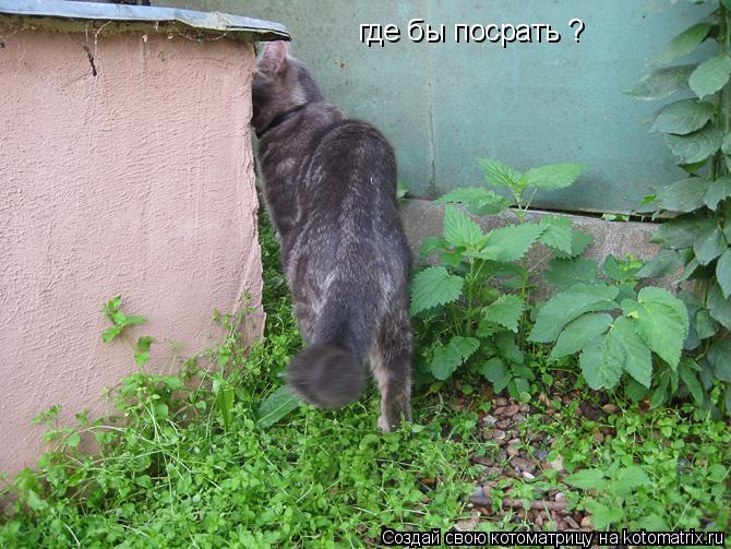 где бы посрать ?... Котоматрица: где бы посрать ?