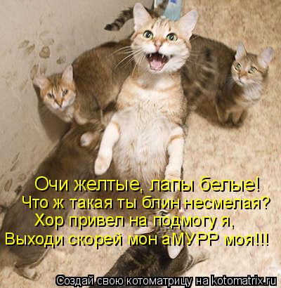 Очи желтые, лапы белые! Что ж такая ты блин несмелая? Хор привел на подмогу я, Выходи скорей мон аМУР... Котоматрица: Очи желтые, лапы белые! Что ж такая ты блин несмелая? Хор привел на подмогу я, Выходи скорей мон аМУРР моя!!!