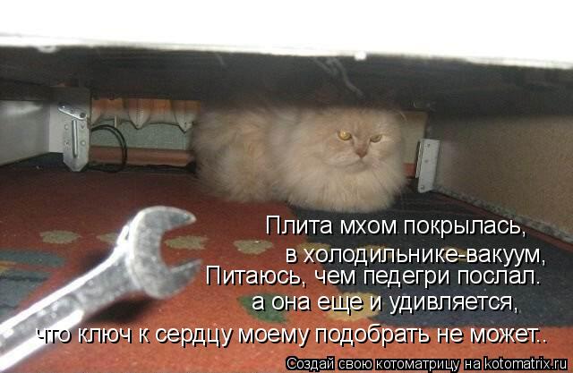 Плита мхом покрылась, в холодильнике-вакуум, что ключ к сердцу моему подобрать не может.. Питаюсь, ... Котоматрица: Плита мхом покрылась, в холодильнике-вакуум, что ключ к сердцу моему подобрать не может.. Питаюсь, чем педегри послал. а она еще и удивляетс