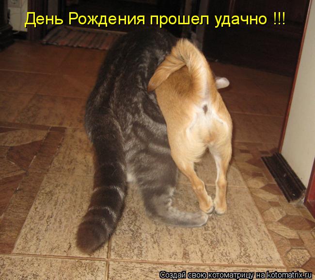 День Рождения прошел удачно !!!... Котоматрица: День Рождения прошел удачно !!!