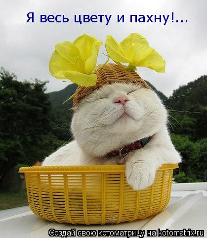 Я весь цвету и пахну!...... Котоматрица: Я весь цвету и пахну!...