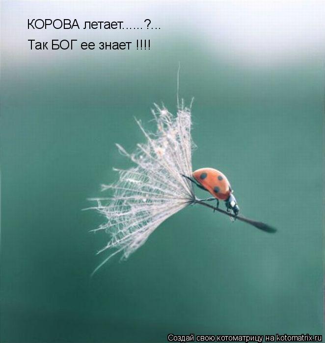 Так БОГ ее знает !!!! КОРОВА летает......?...... Котоматрица: Так БОГ ее знает !!!! КОРОВА летает......?...
