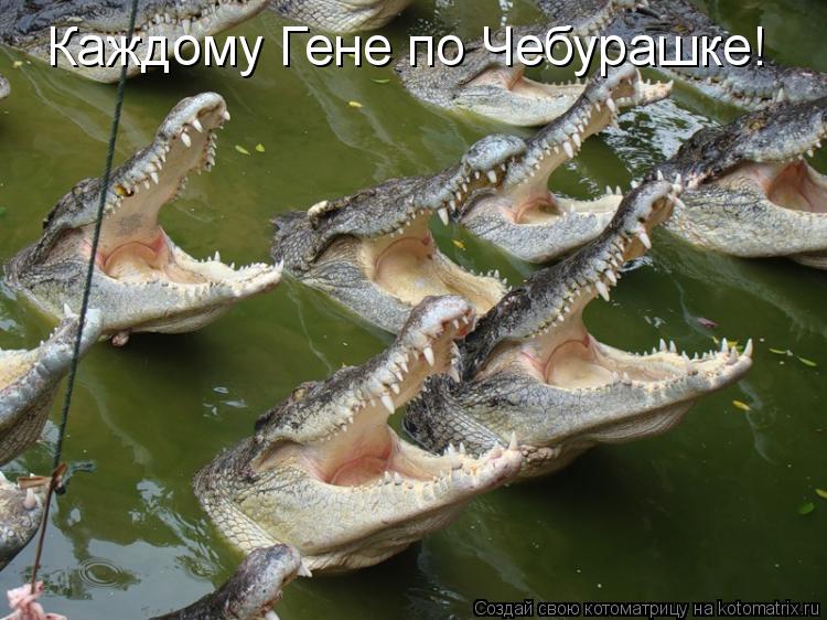 Каждому Гене по Чебурашке!... Котоматрица: Каждому Гене по Чебурашке!