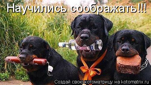 Научились соображать!!!... Котоматрица: Научились соображать!!!