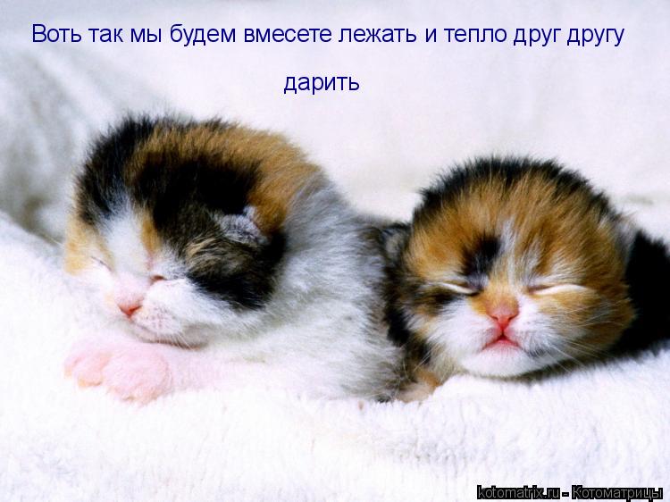 Воть так мы будем вмесете лежать и тепло друг другу дарить... Котоматрица: Воть так мы будем вмесете лежать и тепло друг другу дарить