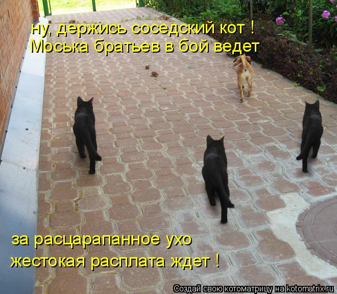 ну, держись соседский кот ! Моська братьев в бой ведет за расцарапанное ухо жестокая расплата ждет !... Котоматрица: ну, держись соседский кот ! Моська братьев в бой ведет за расцарапанное ухо жестокая расплата ждет !