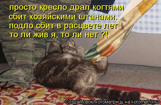 просто кресло драл когтями сбит хозяйскими штанами. подло сбит в расцвете лет ! то ли жив я, то ли не... Котоматрица: просто кресло драл когтями сбит хозяйскими штанами. подло сбит в расцвете лет ! то ли жив я, то ли нет ?!