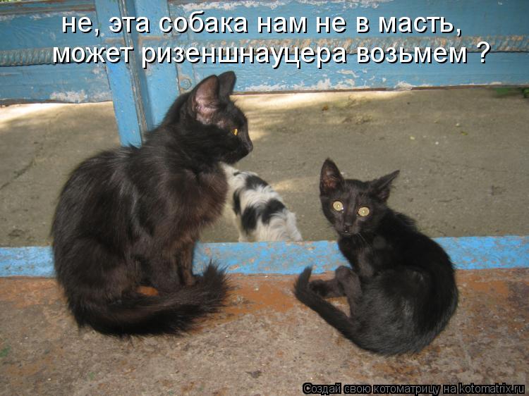 не, эта собака нам не в масть, может ризеншнауцера возьмем ?... Котоматрица: не, эта собака нам не в масть, может ризеншнауцера возьмем ?