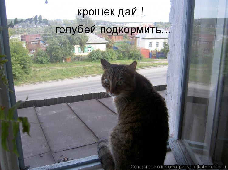 крошек дай ! голубей подкормить...... Котоматрица: крошек дай ! голубей подкормить...