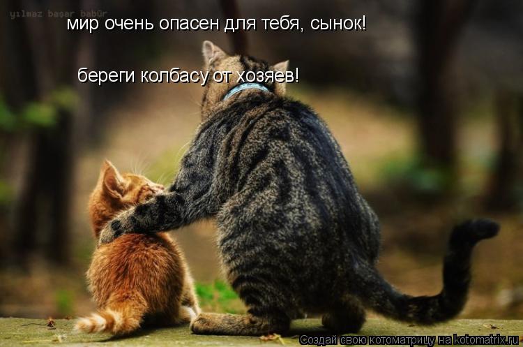 мир очень опасен для тебя, сынок! береги колбасу от хозяев!... Котоматрица: мир очень опасен для тебя, сынок! береги колбасу от хозяев!