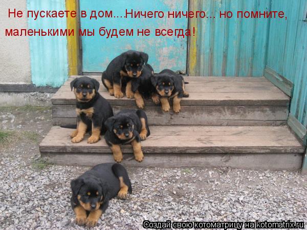 Не пускаете в дом.... Ничего ничего... но помните, маленькими мы будем не всегда!... Котоматрица: Не пускаете в дом.... Ничего ничего... но помните, маленькими мы будем не всегда!