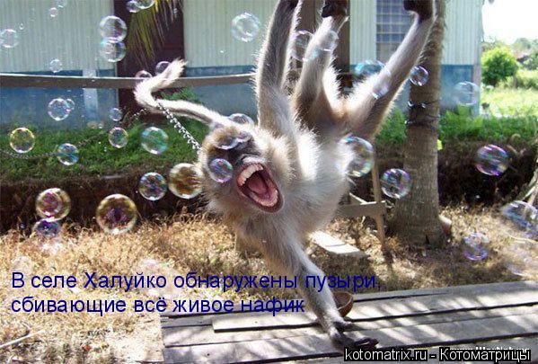 В селе Халуйко обнаружены пузыри, сбивающие всё живое нафик... Котоматрица: В селе Халуйко обнаружены пузыри, сбивающие всё живое нафик