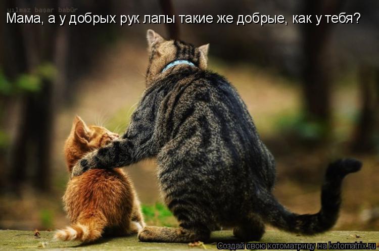 Мама, а у добрых рук лапы такие же добрые, как у тебя?... Котоматрица: Мама, а у добрых рук лапы такие же добрые, как у тебя?