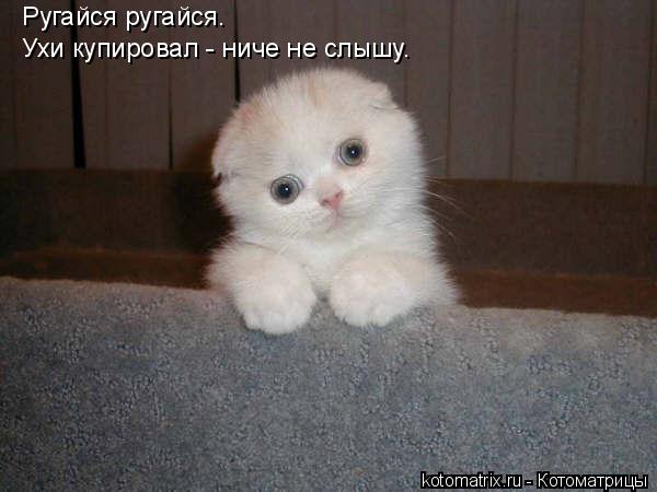 Ругайся ругайся. Ухи купировал - ниче не слышу.... Котоматрица: Ругайся ругайся. Ухи купировал - ниче не слышу.