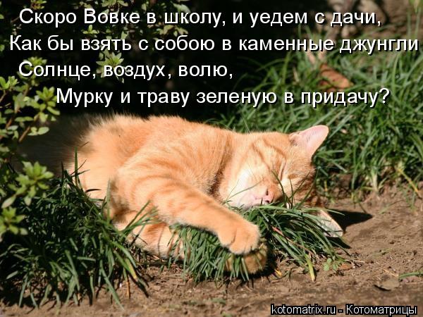 Скоро Вовке в школу, и уедем с дачи, Солнце, воздух, волю, Мурку и траву зеленую в придачу? Как бы в... Котоматрица: Скоро Вовке в школу, и уедем с дачи, Солнце, воздух, волю, Мурку и траву зеленую в придачу? Как бы взять с собою в каменные джунгли