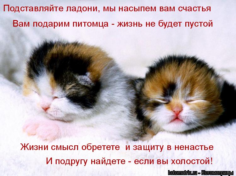 Подставляйте ладони, мы насыпем вам счастья Вам подарим питомца - жизнь не будет пустой И подругу най... Котоматрица: Подставляйте ладони, мы насыпем вам счастья Вам подарим питомца - жизнь не будет пустой И подругу найдете - если вы холостой! Жизни смысл обр