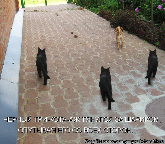 ЧЕРНЫЙ ТРИ-КОТА-АЖ ТЯНУЛСЯ ЗА ШАРИКОМ, ОПУТЫВАЯ ЕГО СО ВСЕХ СТОРОН.... Котоматрица: ЧЕРНЫЙ ТРИ-КОТА-АЖ ТЯНУЛСЯ ЗА ШАРИКОМ, ОПУТЫВАЯ ЕГО СО ВСЕХ СТОРОН.
