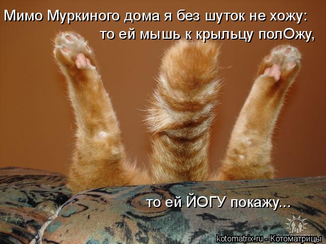 Мимо Муркиного дома я без шуток не хожу: то ей мышь к крыльцу полОжу, то ей ЙОГУ покажу...... Котоматрица: Мимо Муркиного дома я без шуток не хожу: то ей мышь к крыльцу полОжу, то ей ЙОГУ покажу...