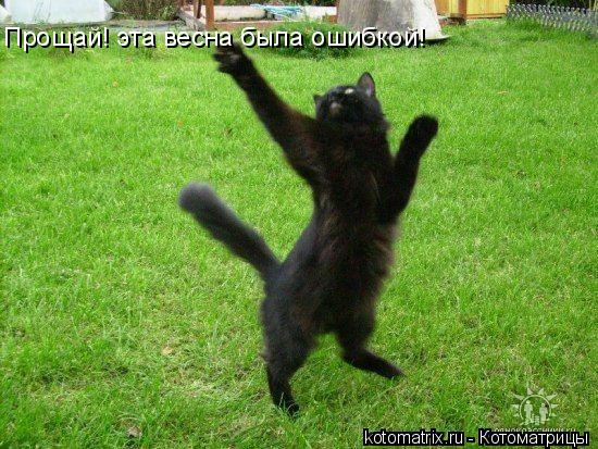 Прощай! эта весна была ошибкой!... Котоматрица: Прощай! эта весна была ошибкой!
