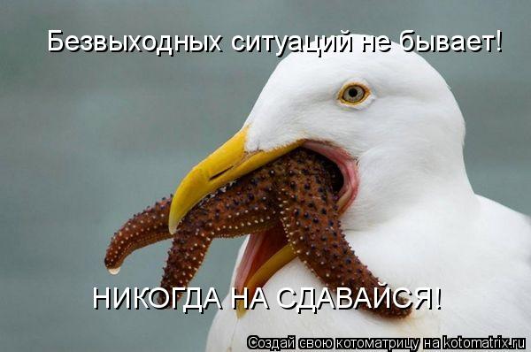 Безвыходных ситуаций не бывает! НИКОГДА НА СДАВАЙСЯ!... Котоматрица: Безвыходных ситуаций не бывает! НИКОГДА НА СДАВАЙСЯ!