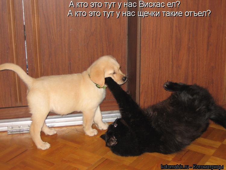 А кто это тут у нас Вискас ел? А кто это тут у нас щечки такие отъел?... Котоматрица: А кто это тут у нас Вискас ел? А кто это тут у нас щечки такие отъел?