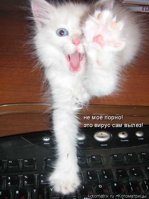 не моё порно! это вирус сам вылез!... Котоматрица: не моё порно! это вирус сам вылез!