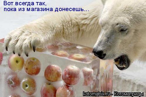 Вот всегда так, пока из магазина донесешь...... Котоматрица: Вот всегда так, пока из магазина донесешь...