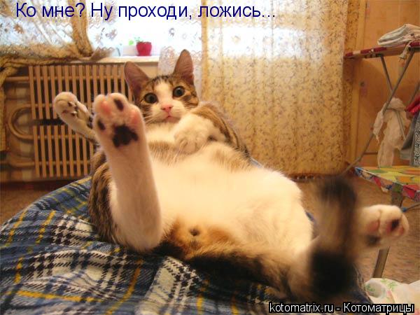 Ко мне? Ну проходи, ложись...... Котоматрица: Ко мне? Ну проходи, ложись...