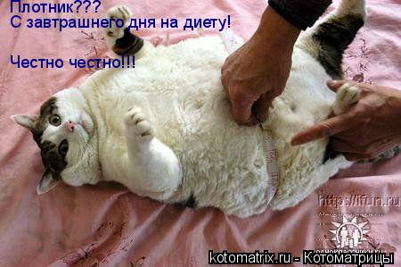 Плотник??? С завтрашнего дня на диету! Честно честно!!!... Котоматрица: Плотник??? С завтрашнего дня на диету! Честно честно!!!