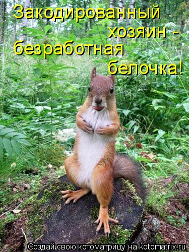 Закодированный хозяин - безработная белочка!... Котоматрица: Закодированный хозяин - безработная белочка!