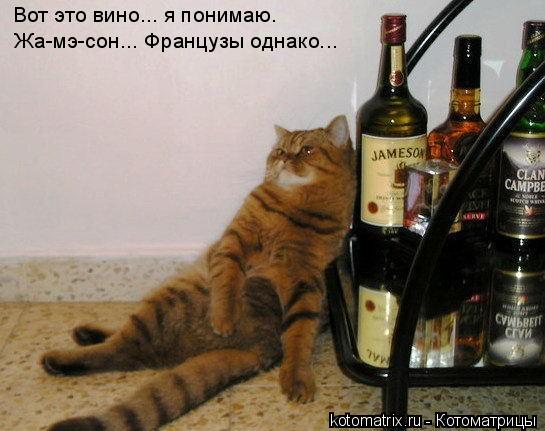Вот это вино... я понимаю. Жа-мэ-сон... Французы однако...... Котоматрица: Вот это вино... я понимаю. Жа-мэ-сон... Французы однако...