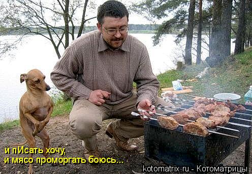и пИсать хочу, и мясо проморгать боюсь...... Котоматрица: и пИсать хочу, и мясо проморгать боюсь...
