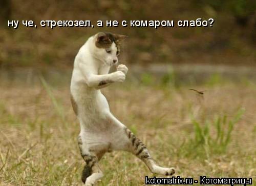 ну че, стрекозел, а не с комаром слабо?... Котоматрица: ну че, стрекозел, а не с комаром слабо?