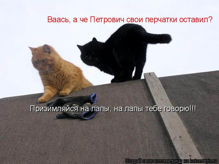 Призимляйся на лапы, на лапы тебе говорю!!! Ваась, а че Петрович свои перчатки оставил?... Котоматрица: Призимляйся на лапы, на лапы тебе говорю!!! Ваась, а че Петрович свои перчатки оставил?
