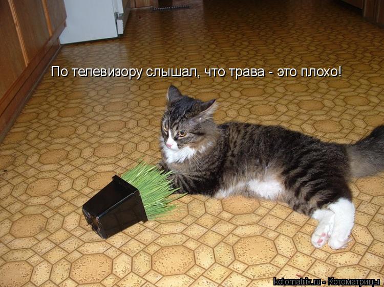 По телевизору слышал, что трава - это плохо!... Котоматрица: По телевизору слышал, что трава - это плохо!