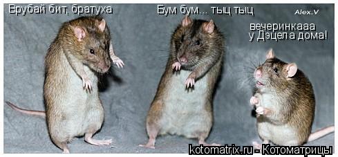 Врубай бит, братуха Бум бум... тыц тыц вечеринкааа у Дэцела дома!... Котоматрица: Врубай бит, братуха Бум бум... тыц тыц вечеринкааа у Дэцела дома!