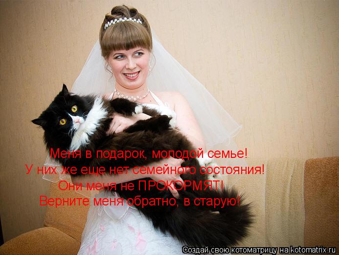 Меня в подарок, молодой семье! У них же еще нет семейного состояния! Они меня не ПРОКОРМЯТ! Верните м... Котоматрица: Меня в подарок, молодой семье! У них же еще нет семейного состояния! Они меня не ПРОКОРМЯТ! Верните меня обратно, в старую!