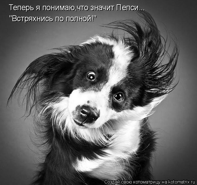Теперь я понимаю,что значит Пепси... "Встряхнись по полной!"... Котоматрица: Теперь я понимаю,что значит Пепси... "Встряхнись по полной!"